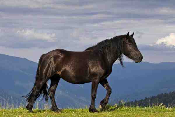 merens, pony